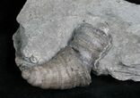 Horn Coral, Devonian Aged From New York #5761-1